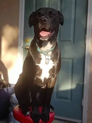 Name Pit Bull Terrier Dog Dyna