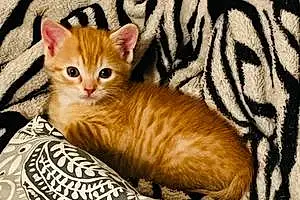 Name American Shorthair Cat Daniel