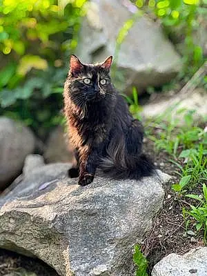 Name Cat Cherokee