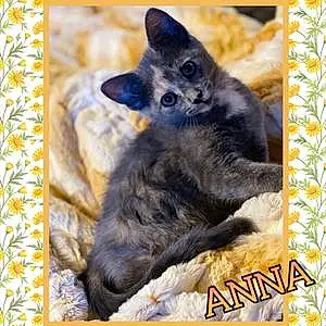 Name  Other Cat Anna