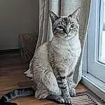 Cat, Window, Felidae, Carnivore, Small To Medium-sized Cats, Wood, Grey, Whiskers, Door, Snout, Tail, Hardwood, Furry friends, Domestic Short-haired Cat, Terrestrial Animal, Comfort, Sitting, Wood Flooring, Glass