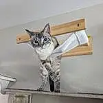 Cat, Felidae, Carnivore, Small To Medium-sized Cats, Grey, Wood, Whiskers, Tail, Domestic Short-haired Cat, Room, Shelf, Furry friends, Door, Ceiling, Metal, Rectangle