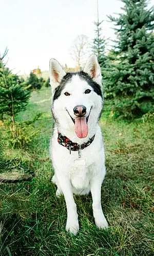 Name Husky Dog Balto