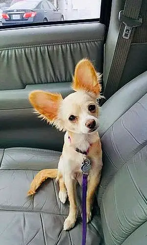 Chihuahua Dog Rocklin
