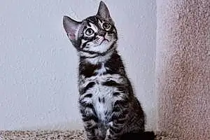 Name Bengal Cat Elle
