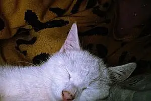 Name Turkish Angora Cat Berlioz