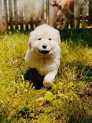 Name Great Pyrenees Dog Forrest
