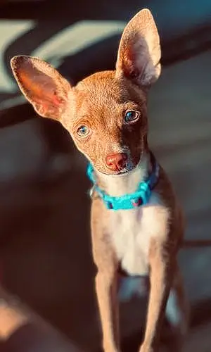 Name Chihuahua Dog Benito