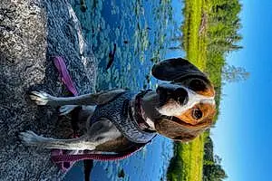 Name Beagle Dog Bea