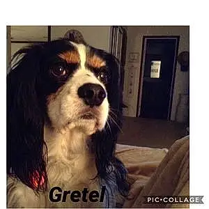 Name Cavalier King Charles Spaniel Dog Gretel