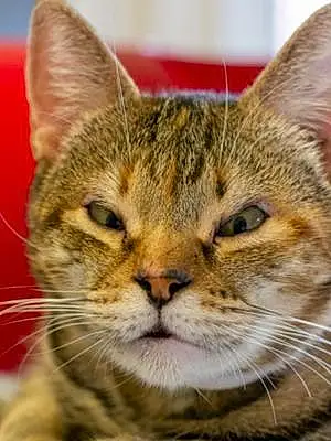 Name American Shorthair Cat Beauty