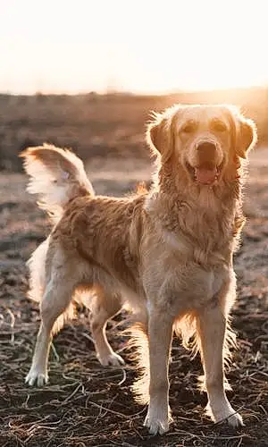 Name Golden Retriever Dog August