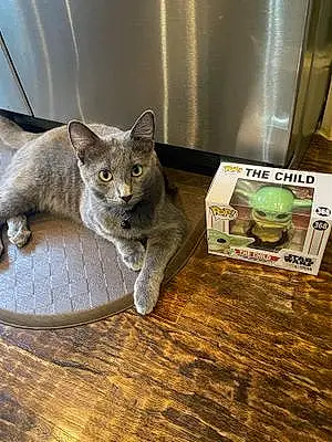 Name Russian Blue Cat Chappie