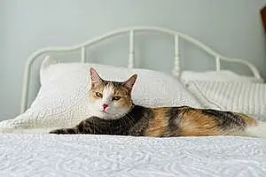 Name American Shorthair Cat Ceecee