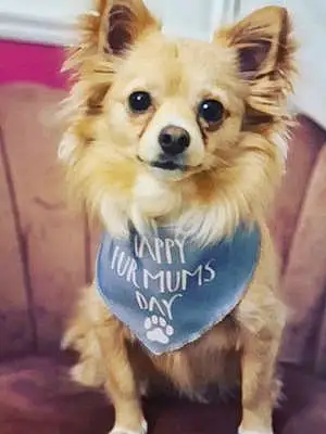 Name Pomeranian Dog Cher