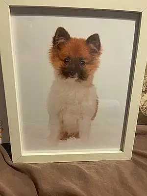 Name Pomeranian Dog Bohdi