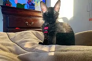 Name Sphynx Cat Elvira