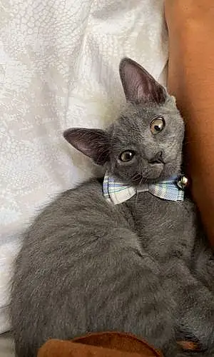 Name Russian Blue Cat Benito