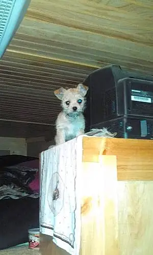 Name Chihuahua Dog Briar