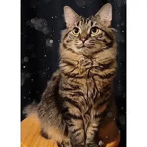 Name Maine Coon Cat Finny