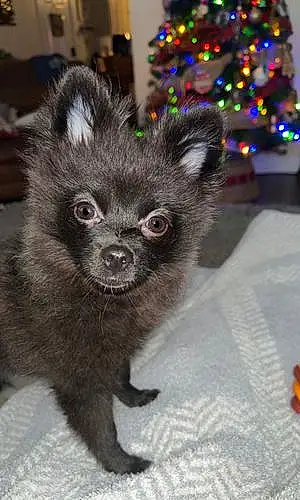 Name Pomeranian Dog Bindi