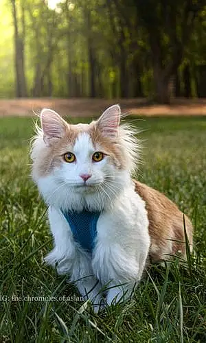 Name Norwegian Forest Cat Cat Aslan