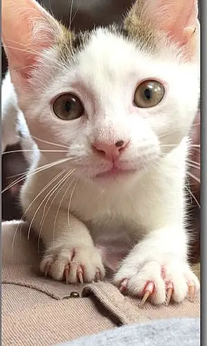 Name Cat Alvin
