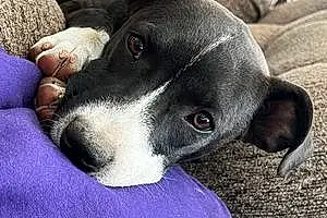 Name Pit Bull Terrier Dog Cashew