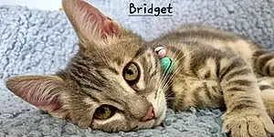Name Bengal Cat Bridget