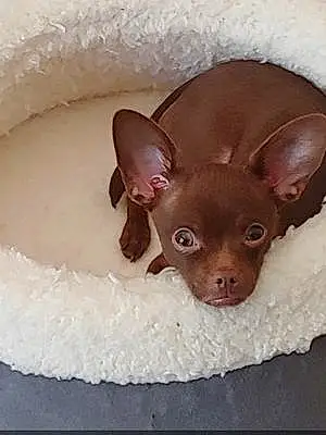 Name Chihuahua Dog Carl