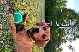 Name Dachshund Dog Emmy