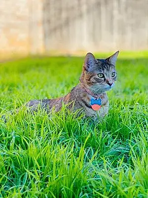 Name American Shorthair Cat Gabbie