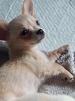 Name Chihuahua Dog Cindy