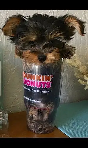 Name Yorkshire Terrier Dog Dunkin