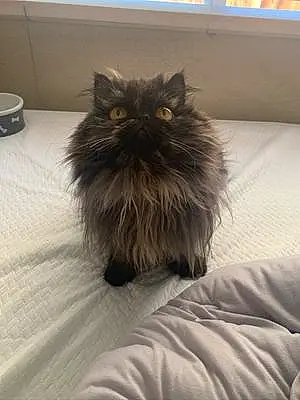 Name Persian Cat Dorothy