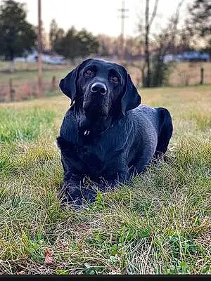 Name Labrador Retriever Dog Colt