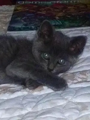 Name Russian Blue Cat Bell