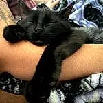 Cat, Felidae, Comfort, Carnivore, Ear, Small To Medium-sized Cats, Gesture, Finger, Whiskers, Thigh, Lap, Snout, Nail, Foot, Human Leg, Tail, Black cats, Paw, Wrist, Domestic Short-haired Cat