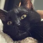 Hair, Cat, Felidae, Carnivore, Iris, Whiskers, Small To Medium-sized Cats, Ear, Snout, Comfort, Close-up, Furry friends, Domestic Short-haired Cat, Black cats, Terrestrial Animal, Electric Blue, Square