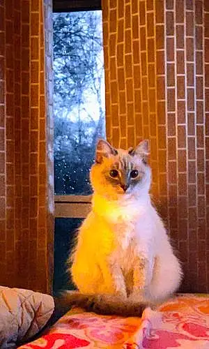 Name Oriental Longhair Cat Frosty