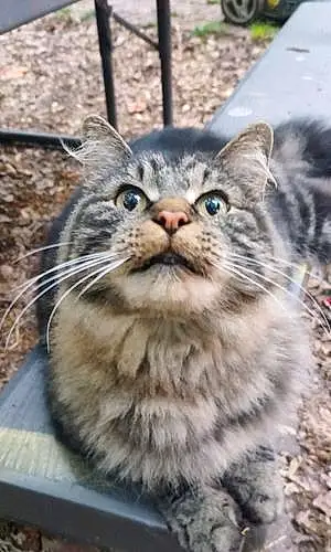 Name Norwegian Forest Cat Cat Blackjack