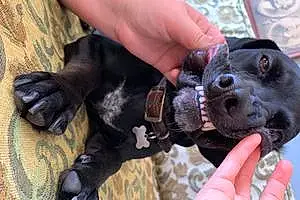 Name Basset Hound Dog Cerberus