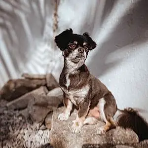 Name Chihuahua Dog Bourbon