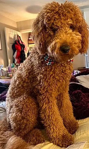 Name Goldendoodle Dog Coby