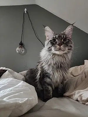Name Maine Coon Cat Carlos