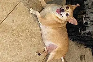 Name Chihuahua Dog Dyson