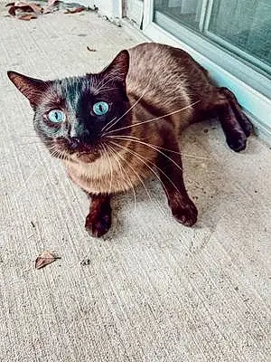 Name Siamese Cat Chaco
