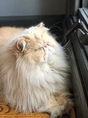 Name Persian Cat Gibby