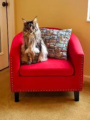 Name Maine Coon Cat Augustus