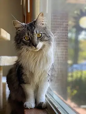 Name Maine Coon Cat Brewster